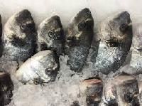 Chilled Fish
