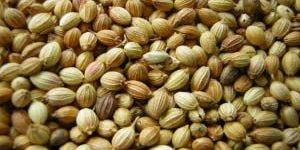 Coriander Seeds