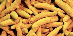 Turmeric