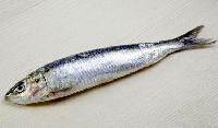 Sardine Fish
