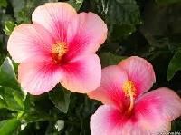 Hibiscus