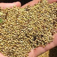 Bajra Seeds