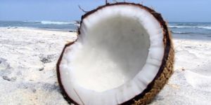 Coconut