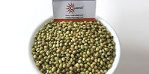 Coriander Seeds