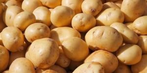 Fresh Potato