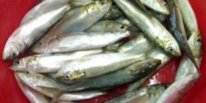Sardine Fish