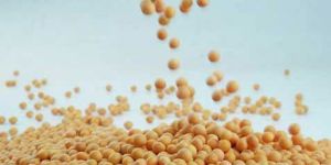 Soybean Seeds