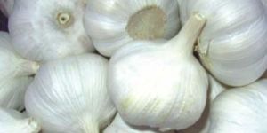 Fresh Garlic