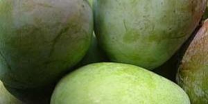 Suvarnarekha Mango