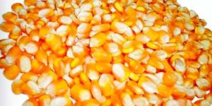 Maize Seeds