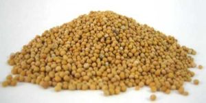 Mustard Seeds