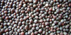 Black Mustard Seeds