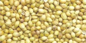 Coriander Seeds