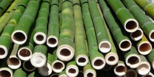 Bamboo Poles