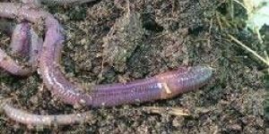 Earthworm