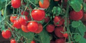 Cherry Tomato