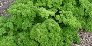 Parsley