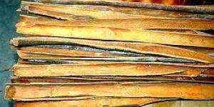 Split Cassia
