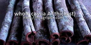 Tube Cassia