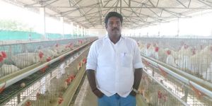 Cobb400 Hatching Eggs