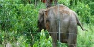 Solar Energy Fencing with Gates