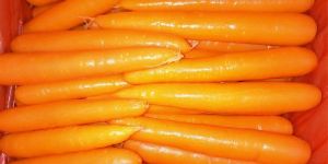 Carrot