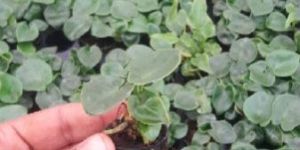 Phalaenopsis Orchid Plant