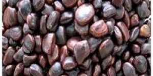 Tamarind Seed