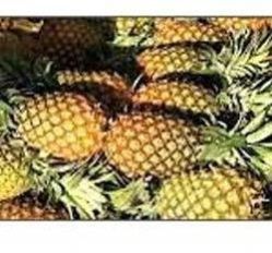 Fresh Pineapple