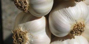 Fresh Garlic
