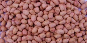 Peanut Kernels