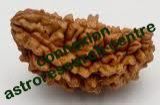 Rudraksha