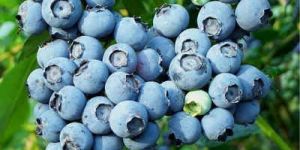 Blueberry Plants