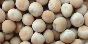 Pea Seeds