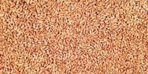 Wheat