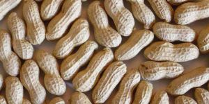 Shelled Groundnuts