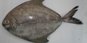 Black Pomfret