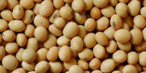 Soybeans