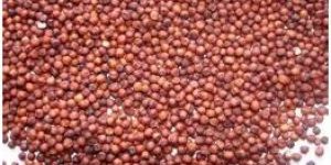 Finger Millet