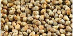 Pearl Millet