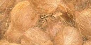 Semi Husked Coconut