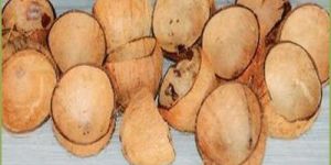 Coconut Shell