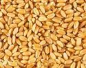 Wheat