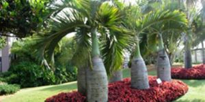 Bottle Palm