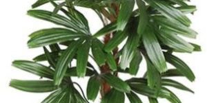 Raphis Palm