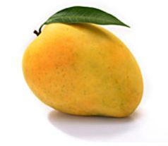 Totapuri Mango