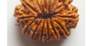 14 Mukhi Rudraksha (N)