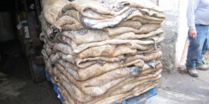 Wet Salted Cattle Hides