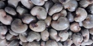Raw Cashew Nuts (RCN)