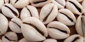 Cowries